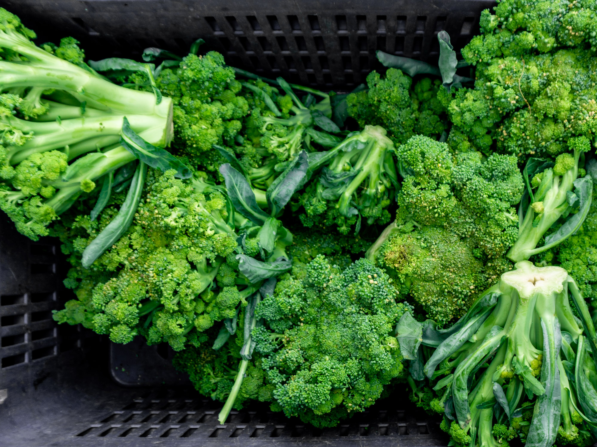 broccoli Rawismyreligion