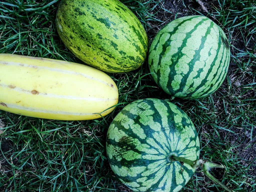 organic watermelon raw vegan recipes
