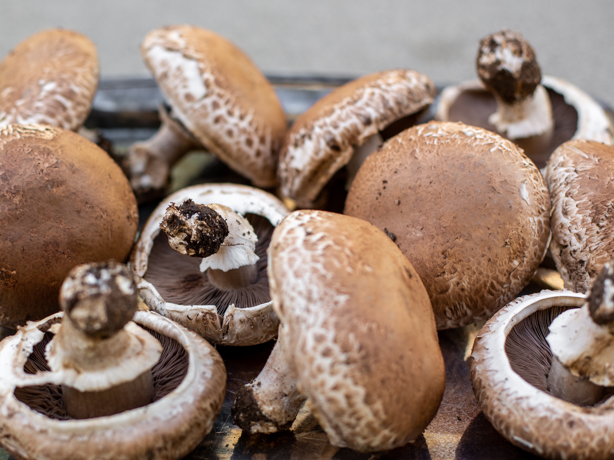 Portobello Pilz Rawismyreligion portobello-pilz-rawismyreligion