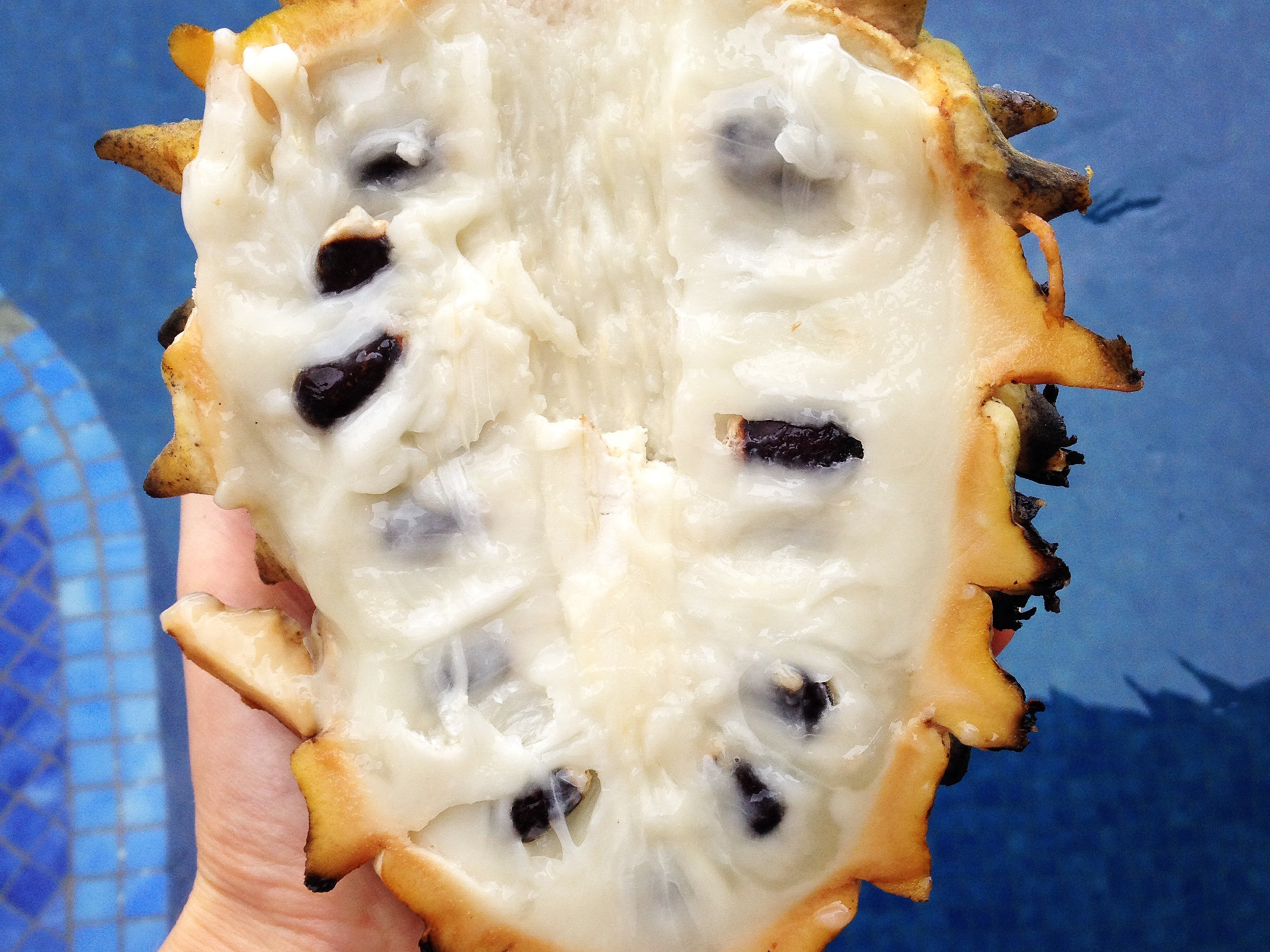 Biriba Rawismyreligion