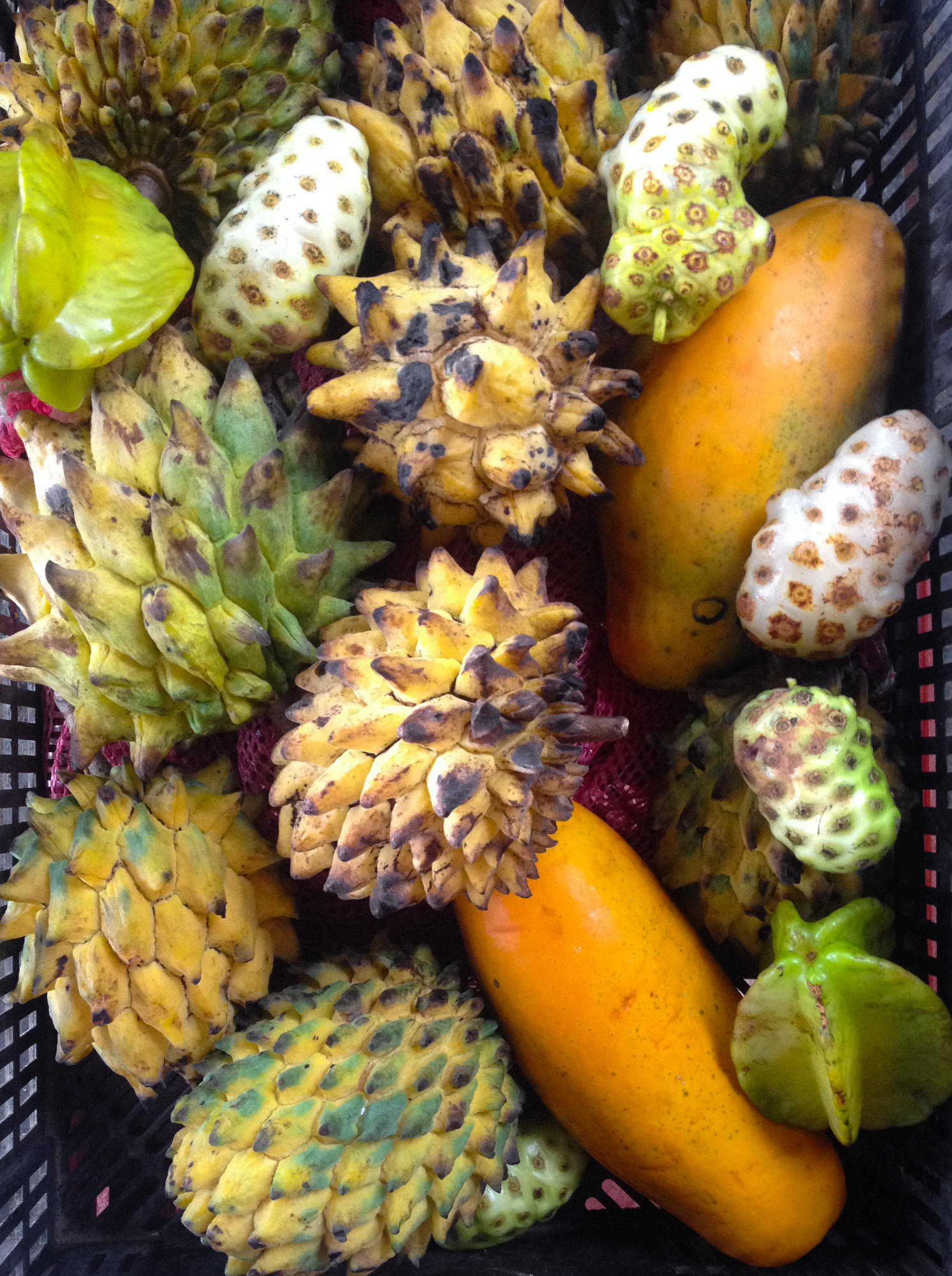 Früchtekorb mit Noni, Sternfrucht, Papaya und Biriba.