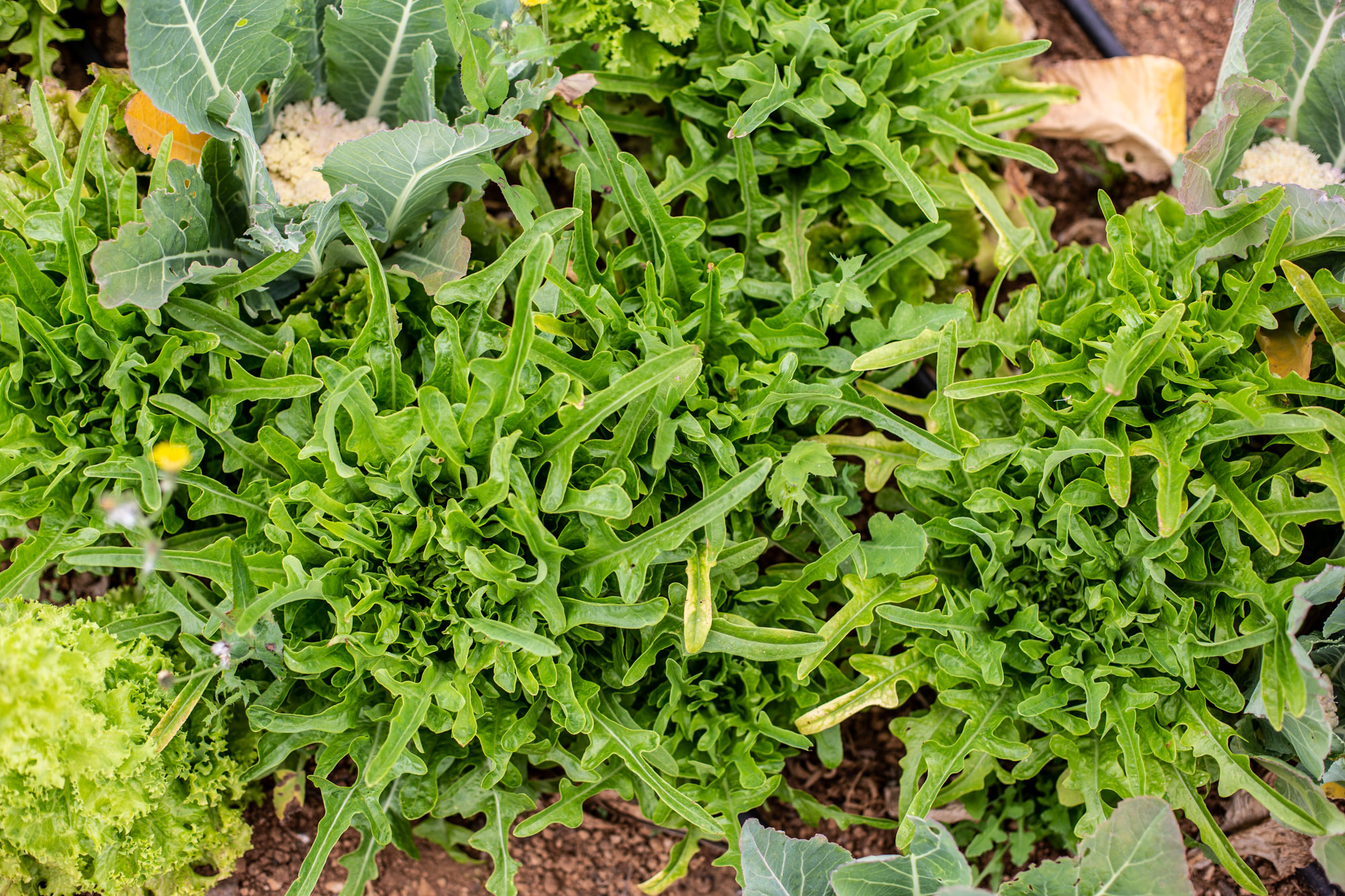 Für grüne rohkost Salate. Blattsalat kaufen und lagern.