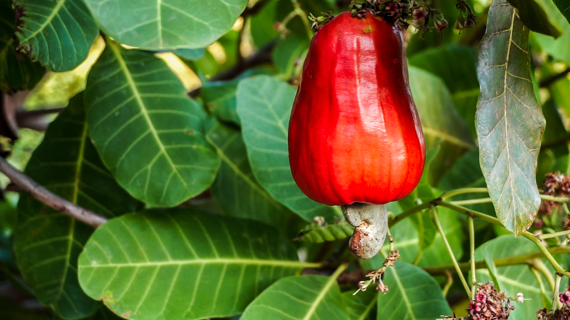 Cashew apple