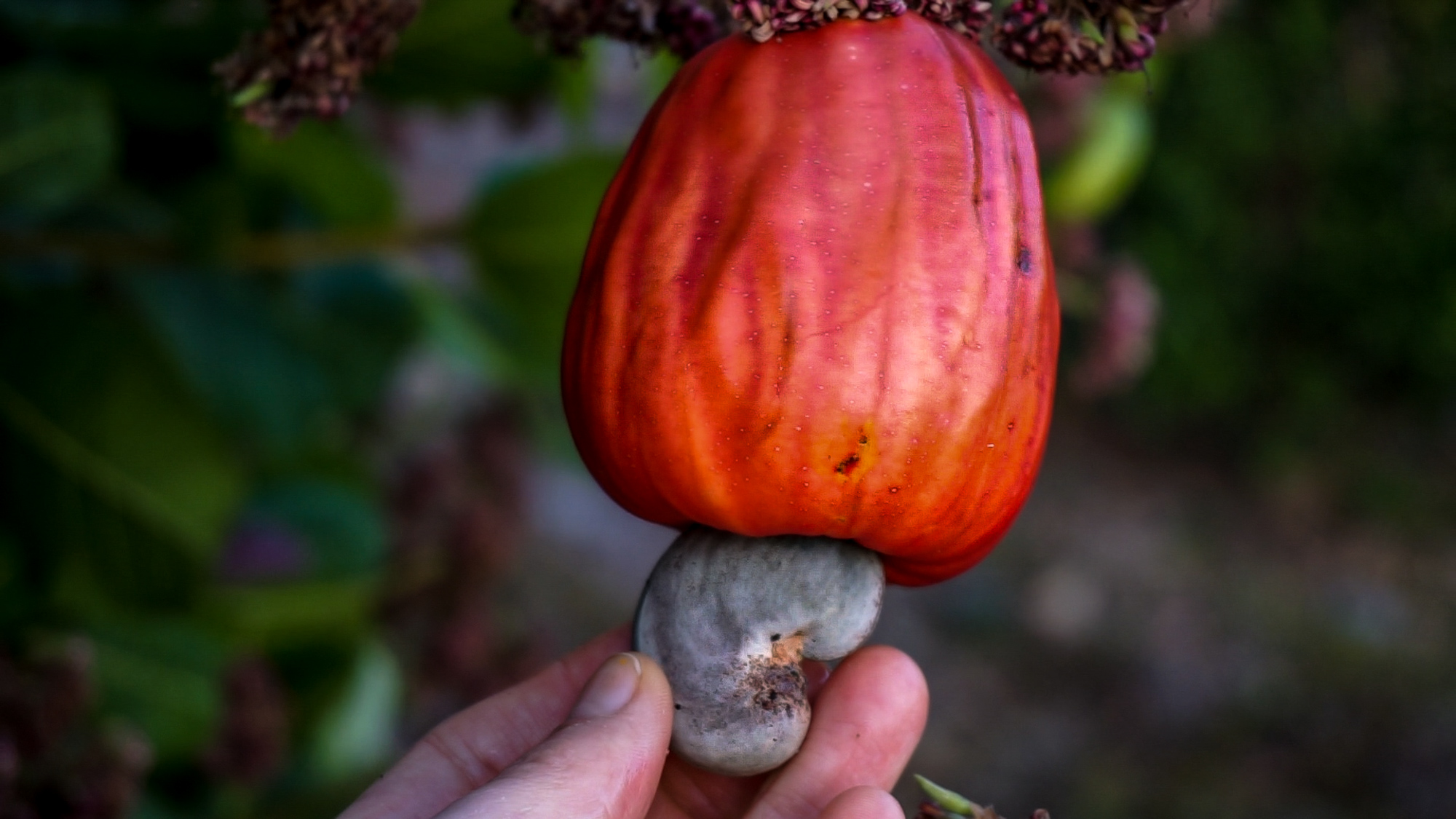 cashew fruit