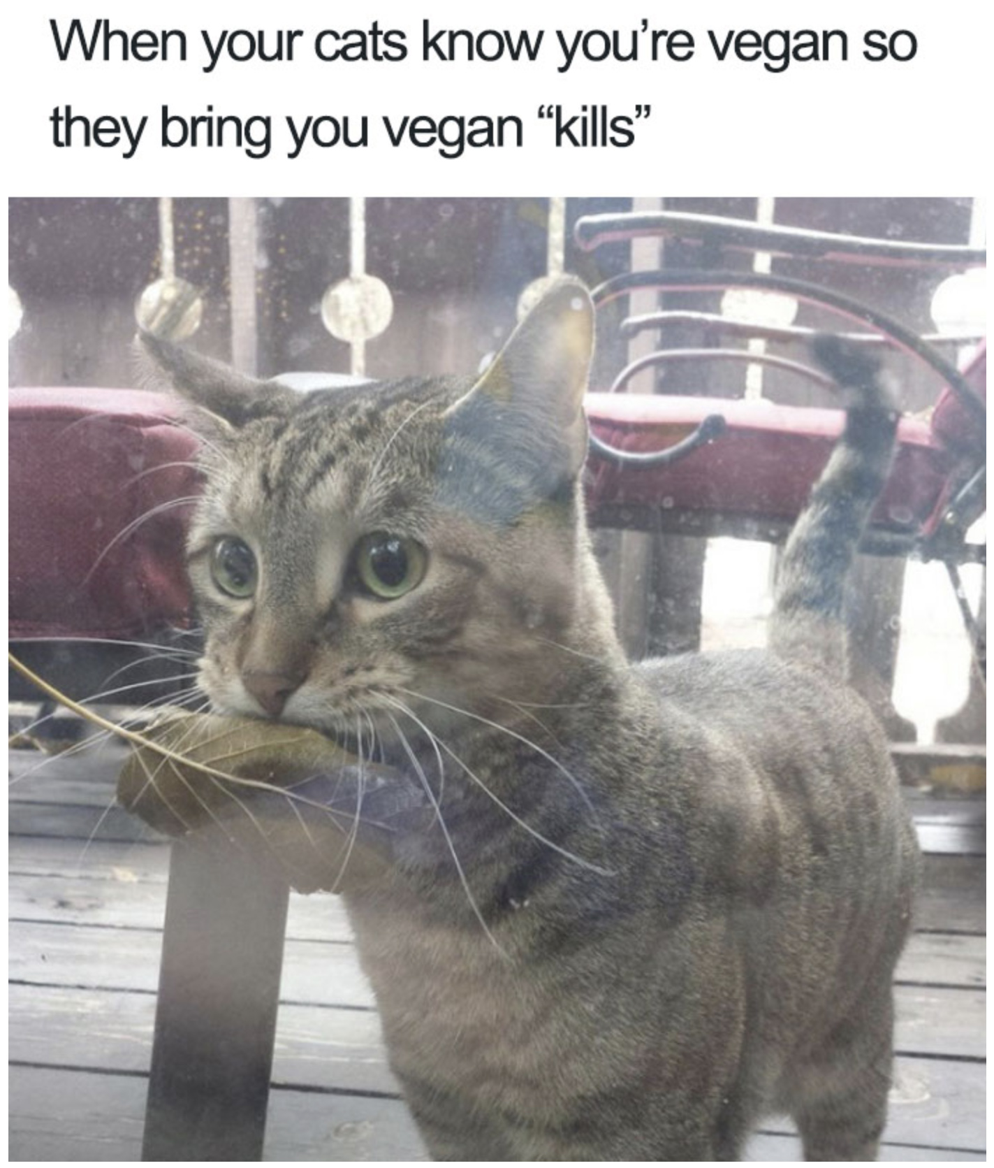 Vegan Meme