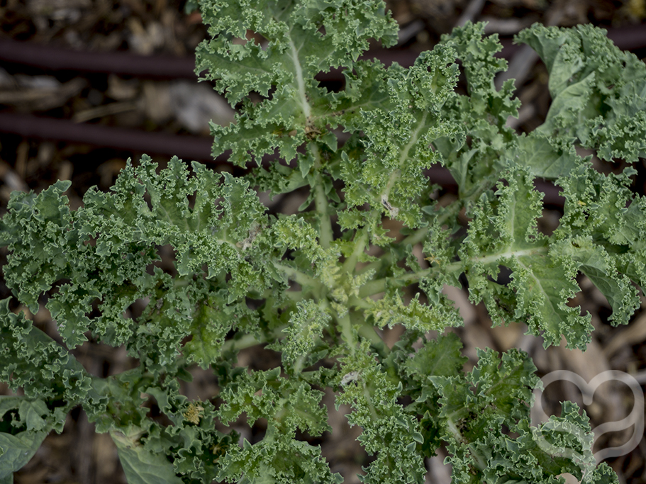 Kale Grünkohl für vegan Rohkostgerichte.