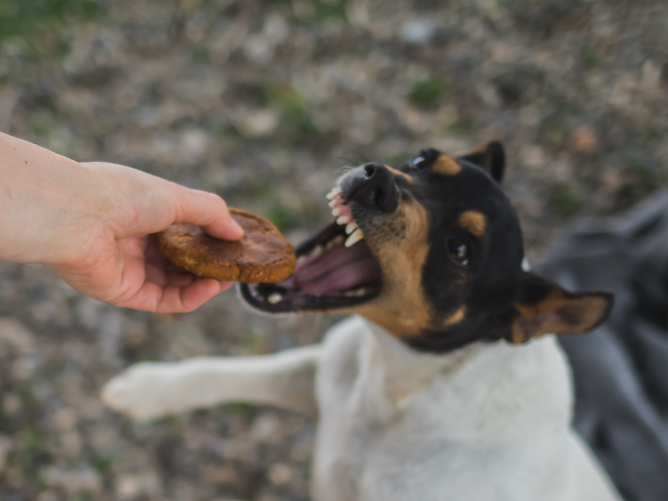 Печенье для собаки
