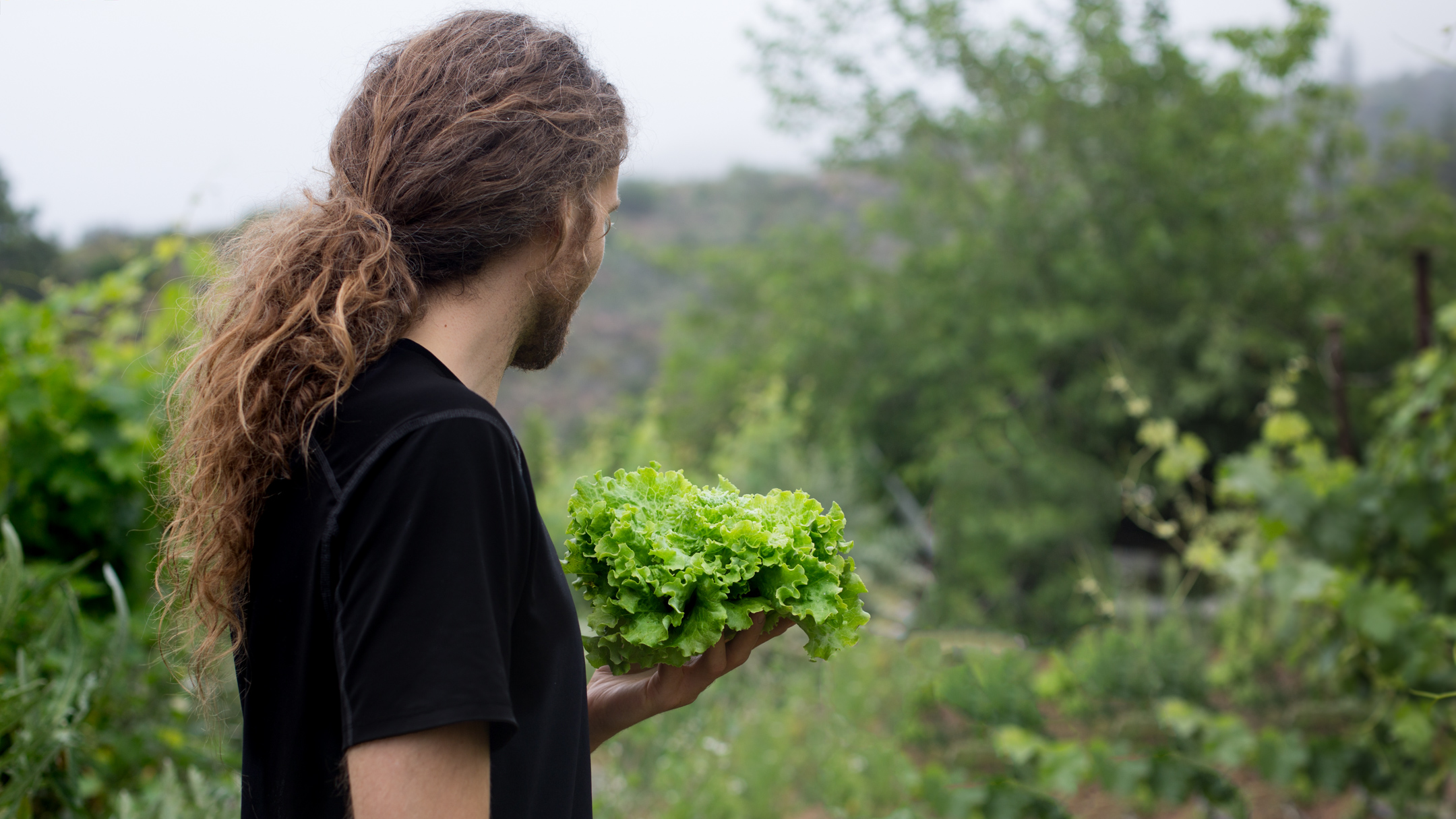 Für grüne rohkost Salate. Blattsalat kaufen und lagern.