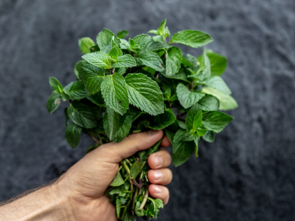 Raw vegan recipes with organic mint.