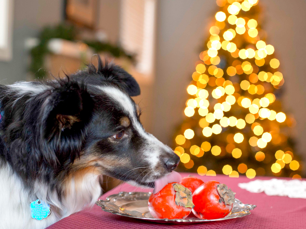 organic persimmons and recipes with persimmons