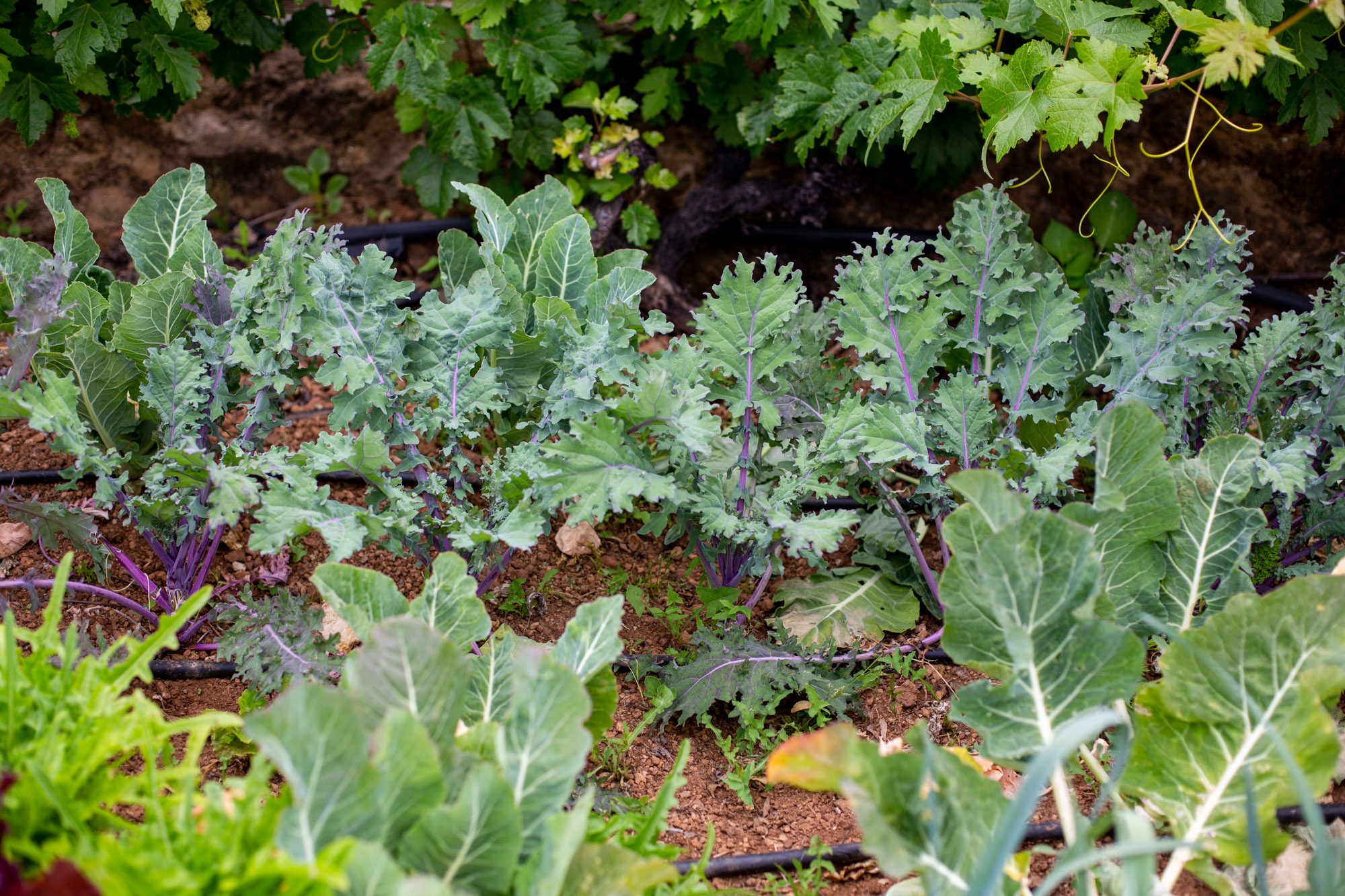 Kale Grünkohl für vegan Rohkostgerichte.