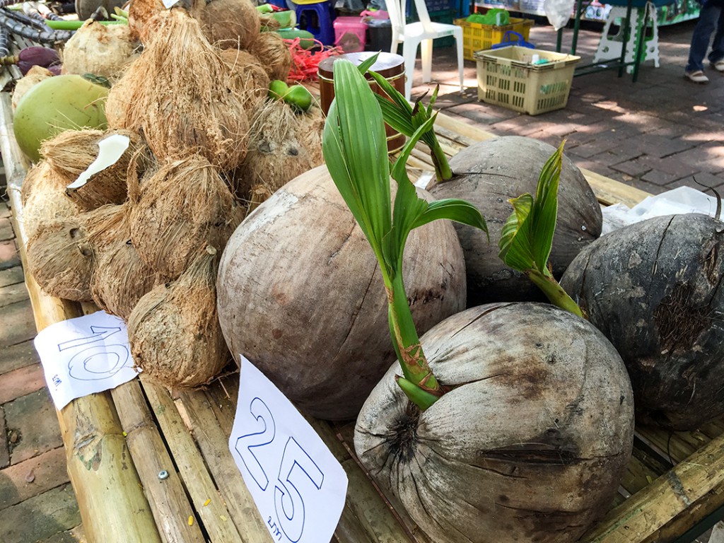 Gekeimte Kokosnuss in Costa Rica gefunden | Rawismyreligion