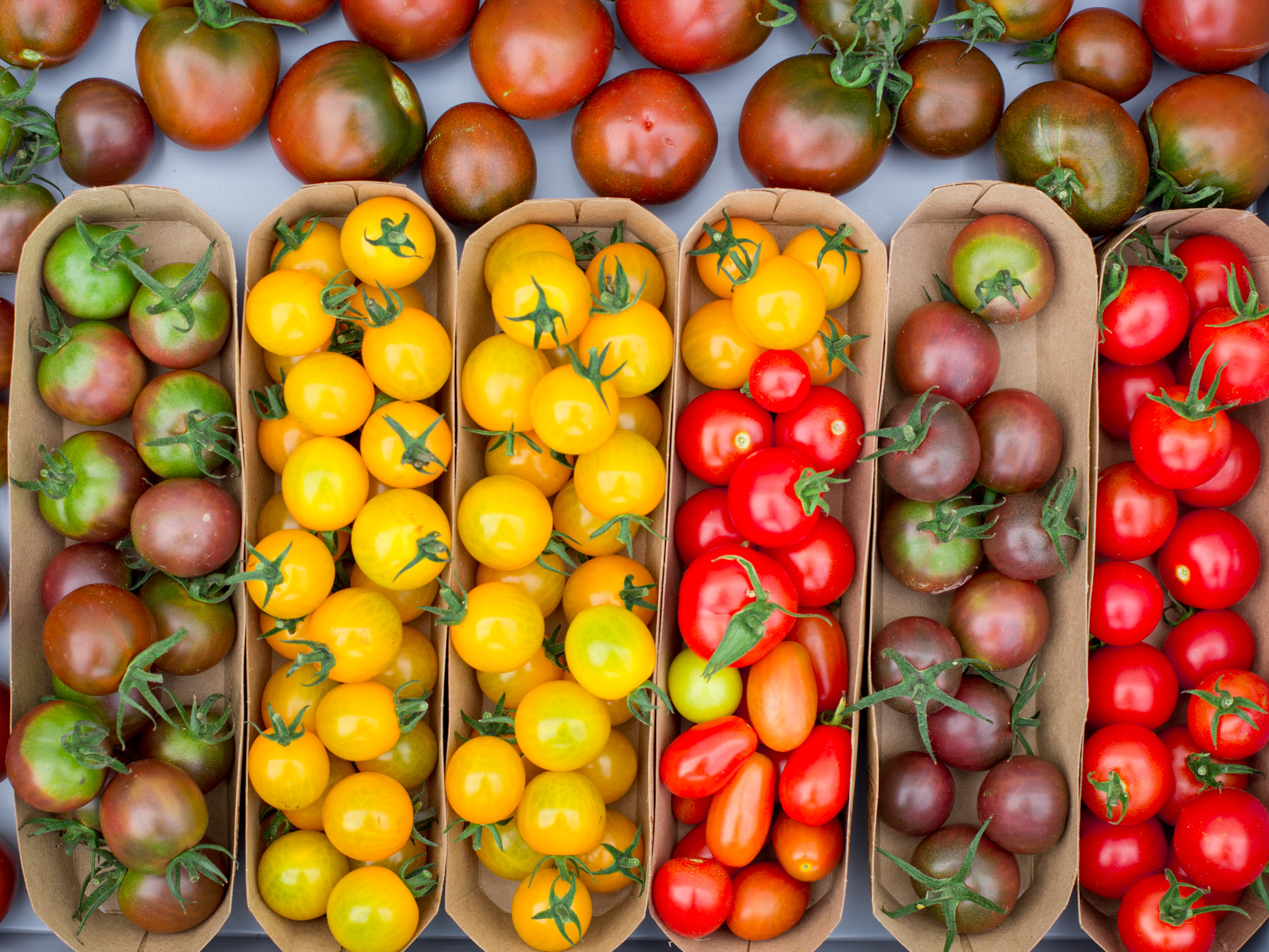 bio tomaten