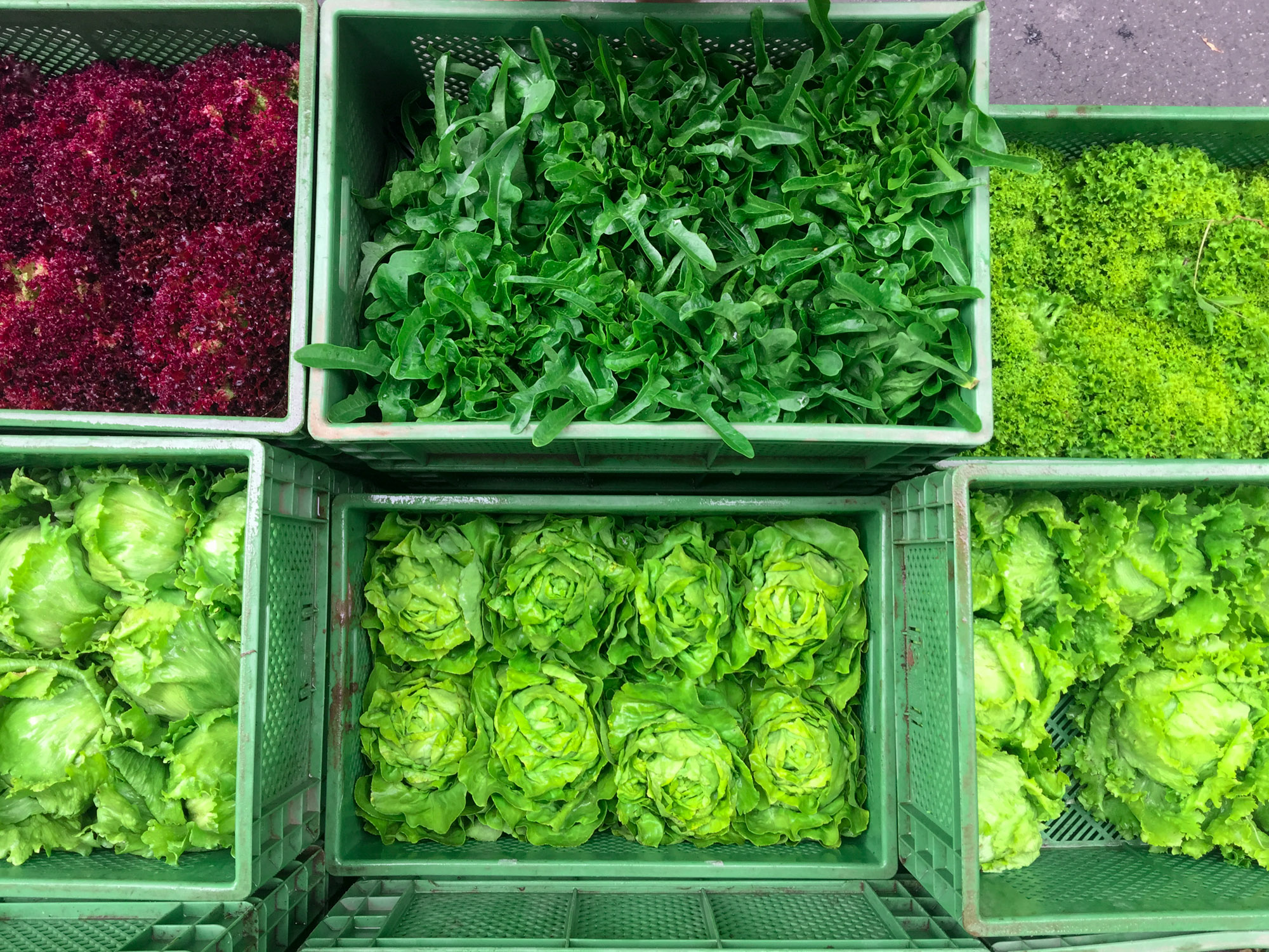 Für grüne rohkost Salate. Blattsalat kaufen und lagern.