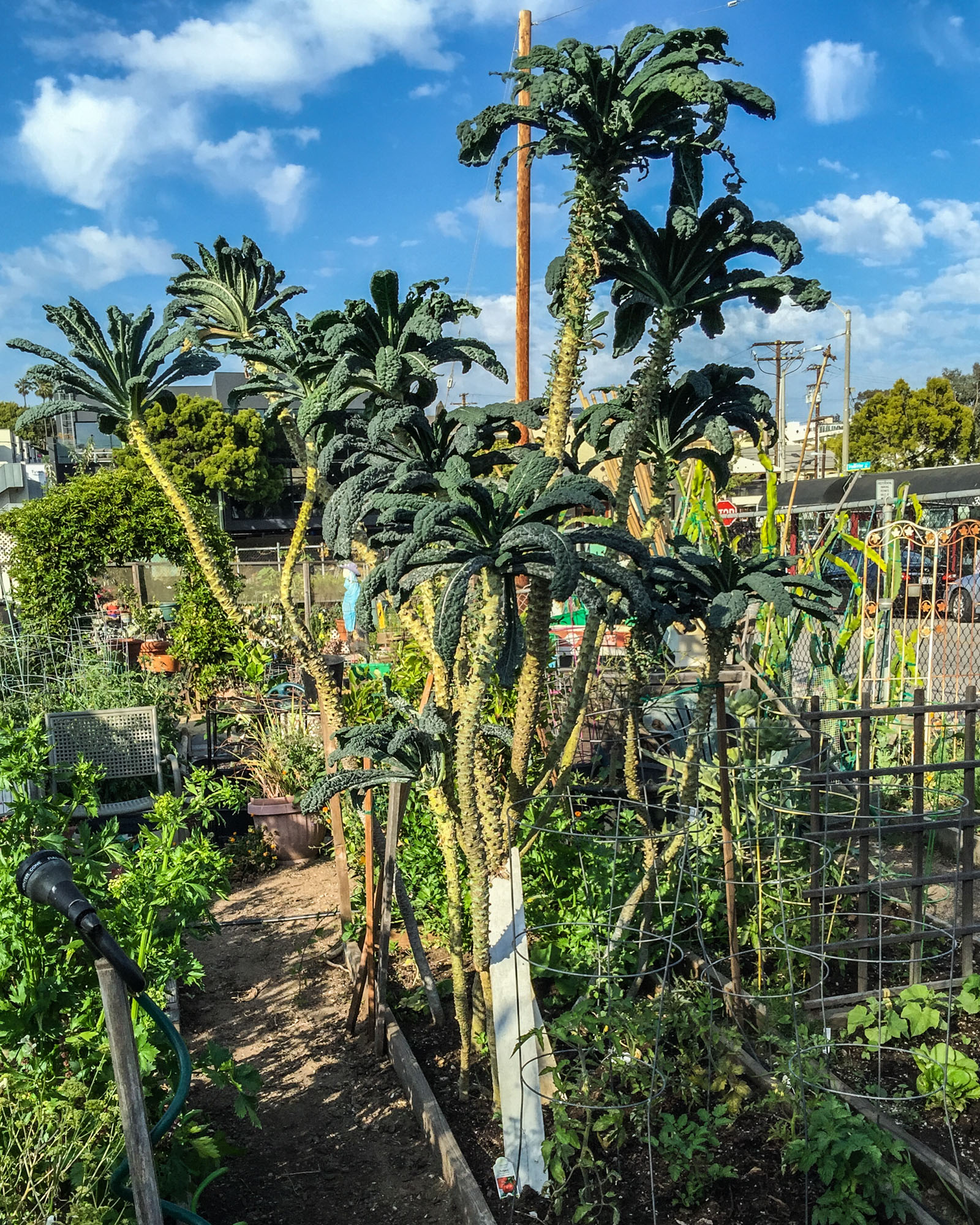 Kale Grünkohl für vegan Rohkostgerichte.